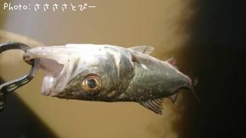 ¥¯¥í¥À¥¤¡õ¥·¡¼¥Ð¥¹