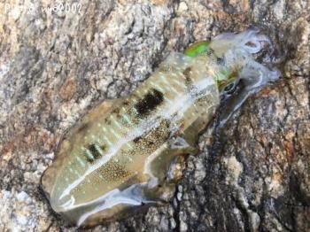 ¥¢¥ª¥ê¥¤¥«