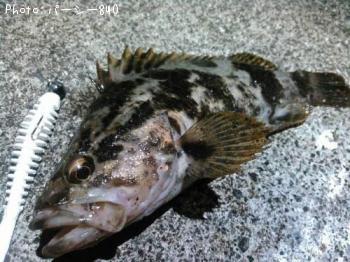 ¥¿¥±¥Î¥³¥á¥Ð¥ë