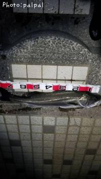 �����Х�