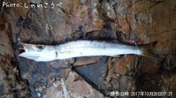 ¥Ò¥é¥á¤È¥«¥Þ¥¹