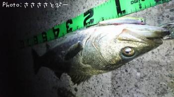 �����Х�