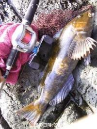 �����ʥ�