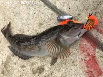 �����ʥ�