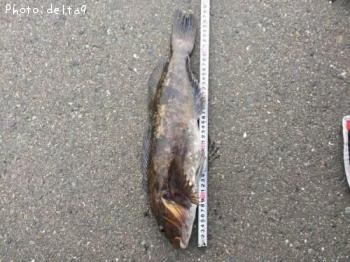 �����ʥ�