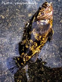 ¥Ù¥Ã¥³¥¦¥¾¥¤