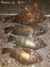 ¥«¥µ¥´¡¢¥á¥Ð¥ë