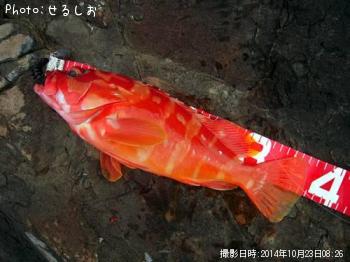 �������ϥ���