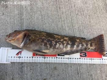 �����ʥ�