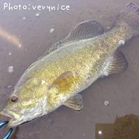 ¥¹¥â¡¼¥ë¥Þ¥¦¥¹¥Ð¥¹