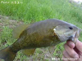 ���⡼��ޥ���