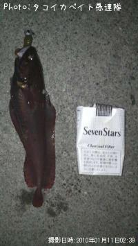 �������������ʥ�