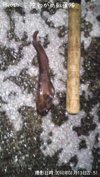 �������������ʥ�