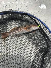 �����ʥ�