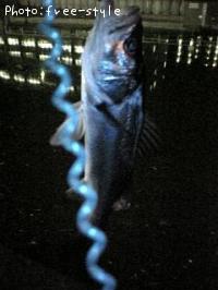 £Ó£å£á£Â£á£ó£ó