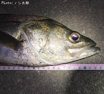 ¥¹¥º¥¡¡¡Ê¥Õ¥Ã¥³¡Ë