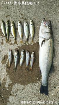 ¥¹¥º¥¡¢¥¢¥¸¡¢¥à¥Ä