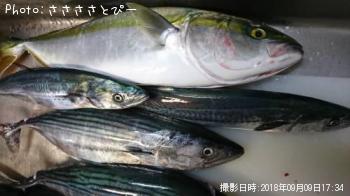 ¥Ï¥¬¥Ä¥ª¡õ¥ï¥é¥µ¡õ¥·¥¤¥é¡õ¥µ¥´¥·