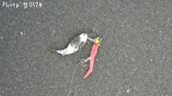 �����ա�