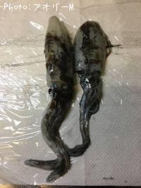 �����ꥤ��