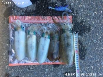 ¥¢¥ª¥ê¥¤¥«