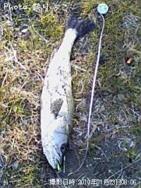 �����Х�