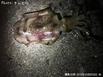 ¥¢¥ª¥ê¥¤¥«