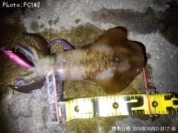 ¥¢¥ª¥ê¥¤¥«