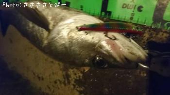 ¥·¡¼¥Ð¥¹¡õ¥¢¥¸