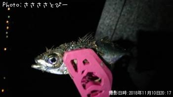 ¥·¡¼¥Ð¥¹¡õ¥¢¥¸