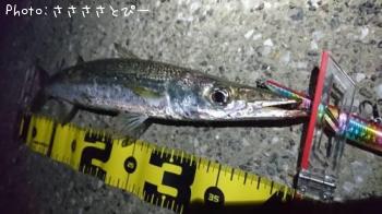 ¥«¥Þ¥¹¡õ¥¢¥¸