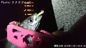 ¥«¥Þ¥¹¡õ¥¢¥¸