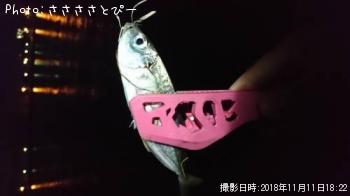 ¥«¥Þ¥¹¡õ¥¢¥¸