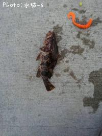 ¥Ù¥Ã¥³¥¦¥¾¥¤