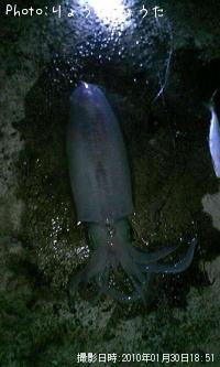 ¥¢¥ª¥ê¥¤¥«