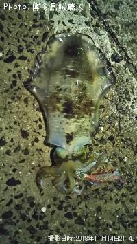 ¥¢¥ª¥ê¥¤¥«