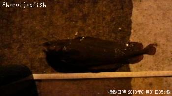 ¥¨¥¾¥¤¥½¥¢¥¤¥Ê¥á