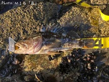 ¥Ù¥Ã¥³¥¦¥¾¥¤