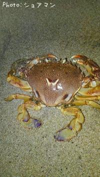 �勵�ꥬ�˲ʥҥ�ĥᥬ��