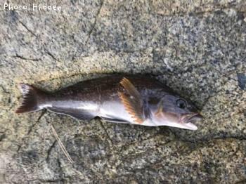 �����ʥ�