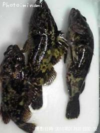 ¥á¥Ð¥ë¡¢¥¬¥·¥é