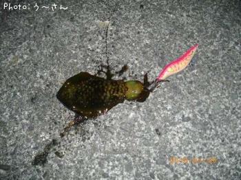 ¥¢¥ª¥ê¥¤¥«