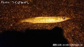 ¥¢¥«¥«¥Þ¥¹