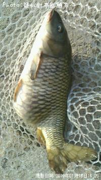 ÆÚ¸ñ¡Êµ¶¡Ë