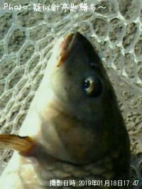 ÆÚ¸ñ¡Êµ¶¡Ë