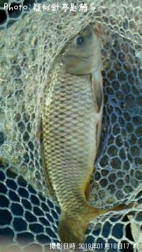 ÆÚ¸ñ¡Êµ¶¡Ë