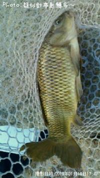 ÆÚ¸ñ¡Êµ¶¡Ë