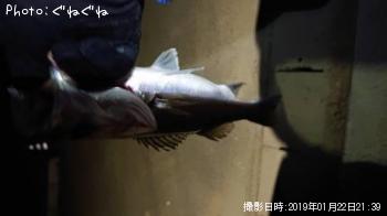 �����Х�