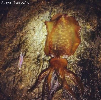 �����ꥤ��