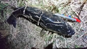 �����Х�